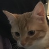 Cat Profile Picture